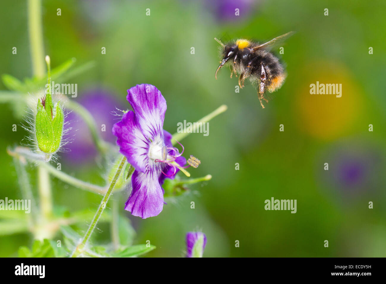 Inizio Bumblebee (Bombus pratorum) lavoratore in volo dopo alimentazione sul Dusky Cranesbill (Geranio phaeum) in un giardino. Foto Stock