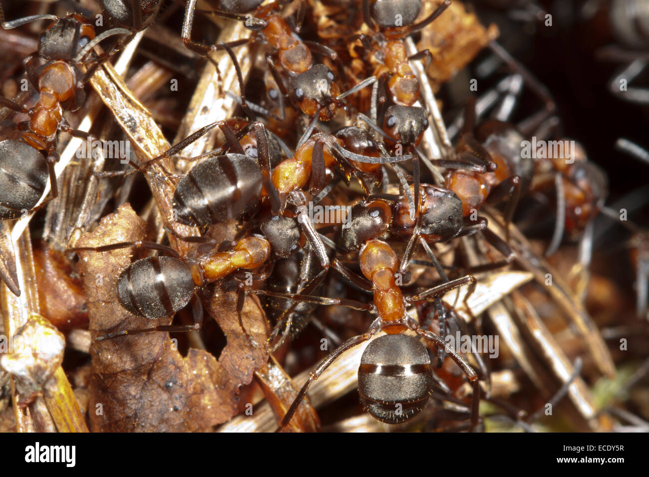 In legno rosso (formiche formica rufa) lavoratori adulti sulla superficie di un tumulo di nido. Exmoor, Somerset, Inghilterra. Maggio. Foto Stock