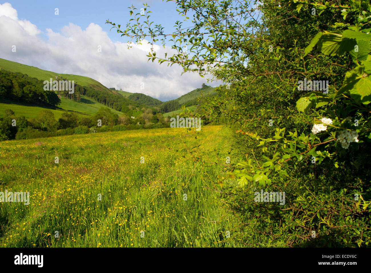 Hedge su di una azienda agricola biologica accanto a un prato di fieno. Powys, Galles. Giugno. Foto Stock