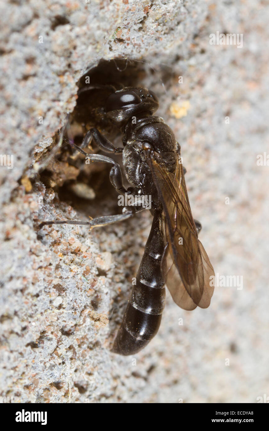 Sonda campionatrice Legno wasp (Trypoxylon sp.) tenuta femmina di ingresso al foro di nido con fango. Powys, Galles. Giugno. Foto Stock