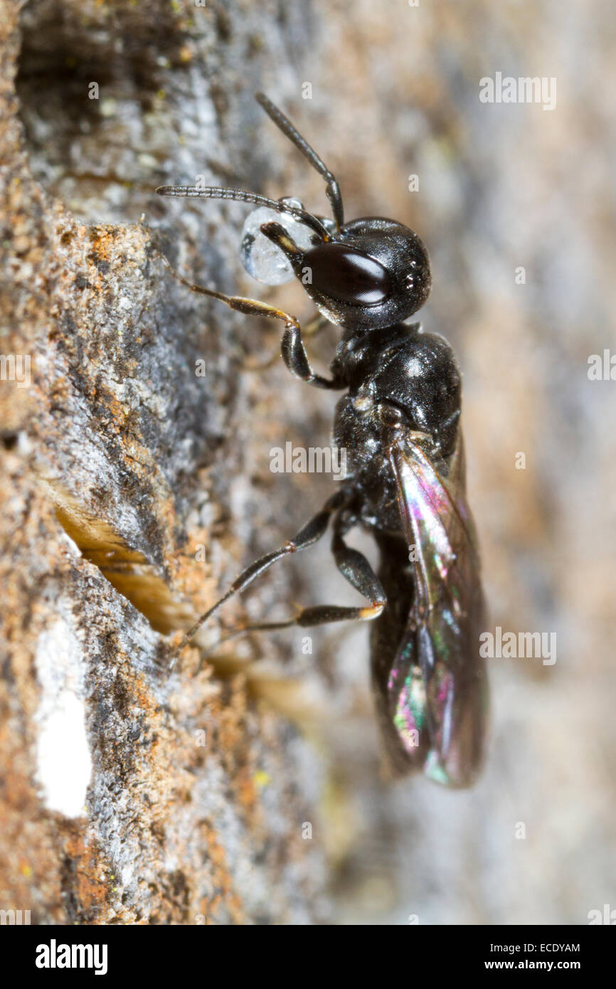 Afide Wasp (Passaloecus sp.) tenuta femmina il nido entrata con resina. Powys, Galles. Giugno. Foto Stock