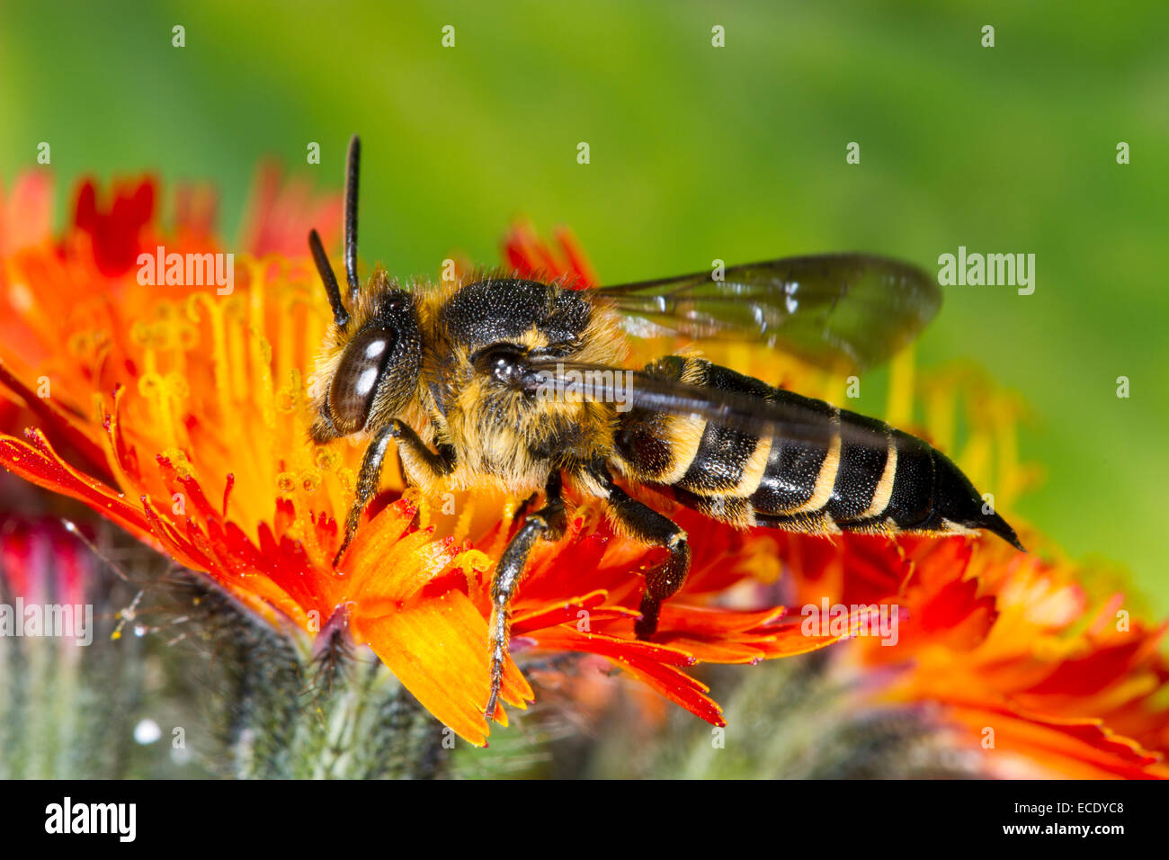 Shiny-sfiatato sharp-tail o appuntite-bum bee (Coelioxys inermis) femmina adulta su Orange Hawkbit. Foto Stock