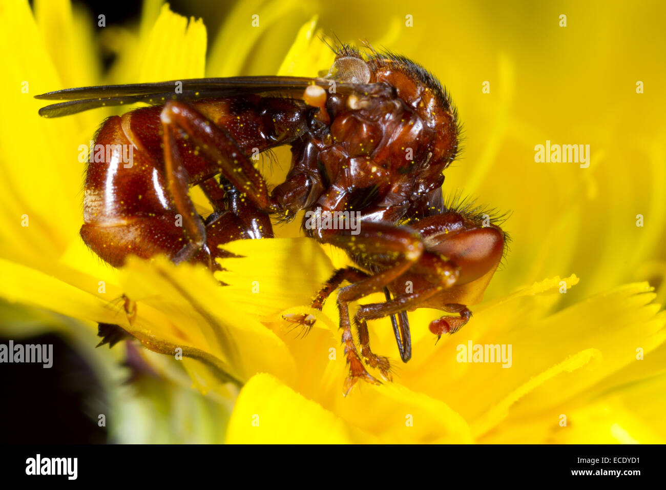 Thick-intitolata volare (Sicus ferrugineus) femmina adulta alimentando in un fiore di tarassaco le larve sono parassiti di bombi. Foto Stock