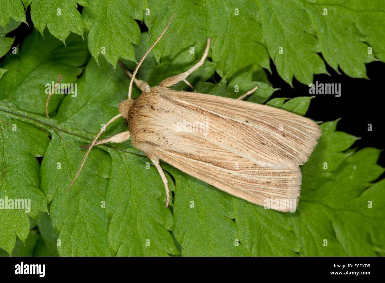 Smoky Wainscot (Mythimna impura) adulto in appoggio su una foglia di felce. Powys, Galles. Luglio. Foto Stock