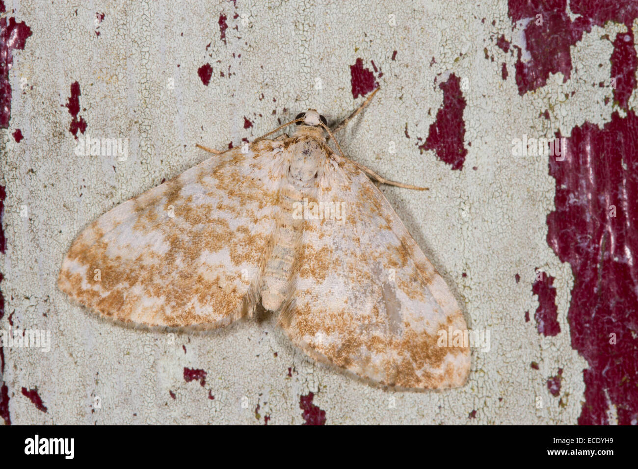 Tappeto di sabbia (Perizoma flavofasciata) adulto in appoggio sul sfald vernice. Powys, Galles. Luglio. Foto Stock