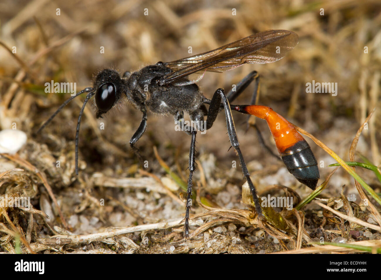 Heath sabbia wasp (Ammophila pubescens) femmina adulta. Iping comune, Sussex, Inghilterra. Luglio. Foto Stock