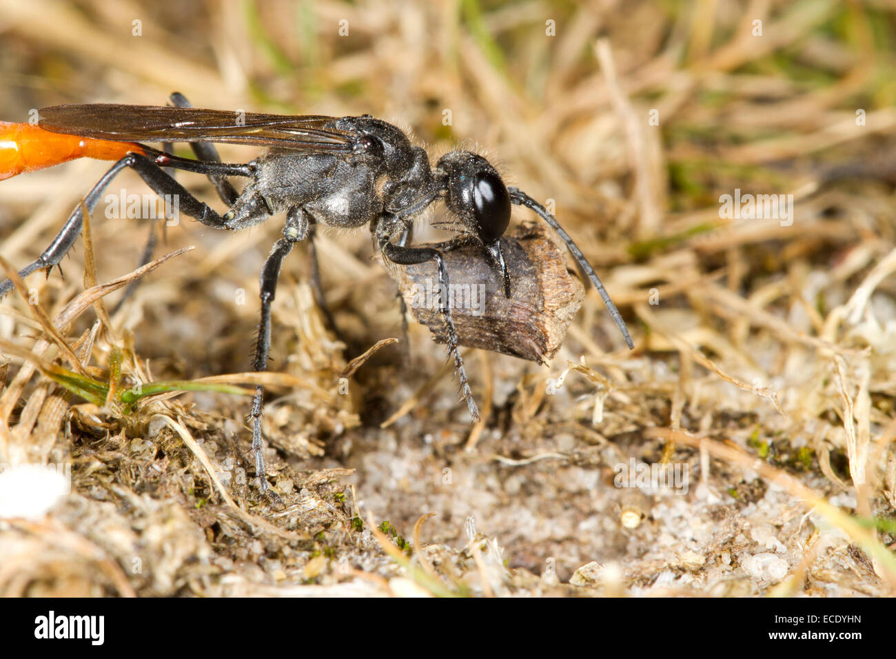 Heath sabbia wasp (Ammophila pubescens) femmina adulta chiudendo il suo nido burrow con un pezzo di legno. Iping comune, Sussex, Inghilterra. Foto Stock