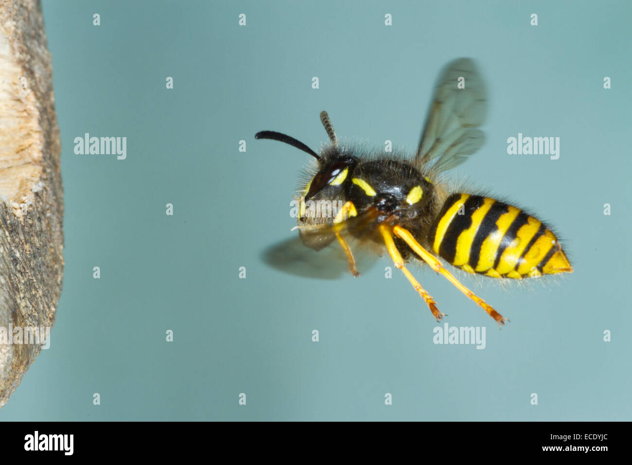 Tree Wasp (Dolicovespula sylvestris) adulto lavoratore in volo, arrivando al nido entrata con la pasta di legno per la nidificazione. Foto Stock