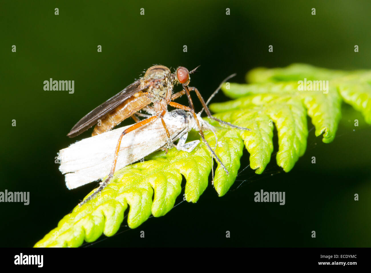 La danza volare (Empis sp.) maschio adulto alimentazione su una piccola falena. Powys, Galles. Luglio. Foto Stock
