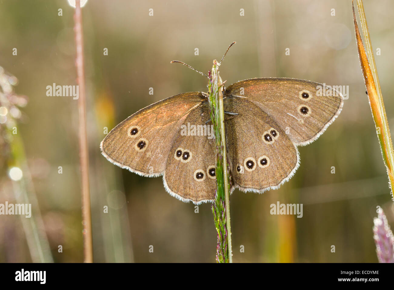 Ringlet Butterfly (Aphantopus hyperantus) adulto crogiolarsi tra erbe con ali aperte. La contea di Powys,Galles. Luglio. Foto Stock