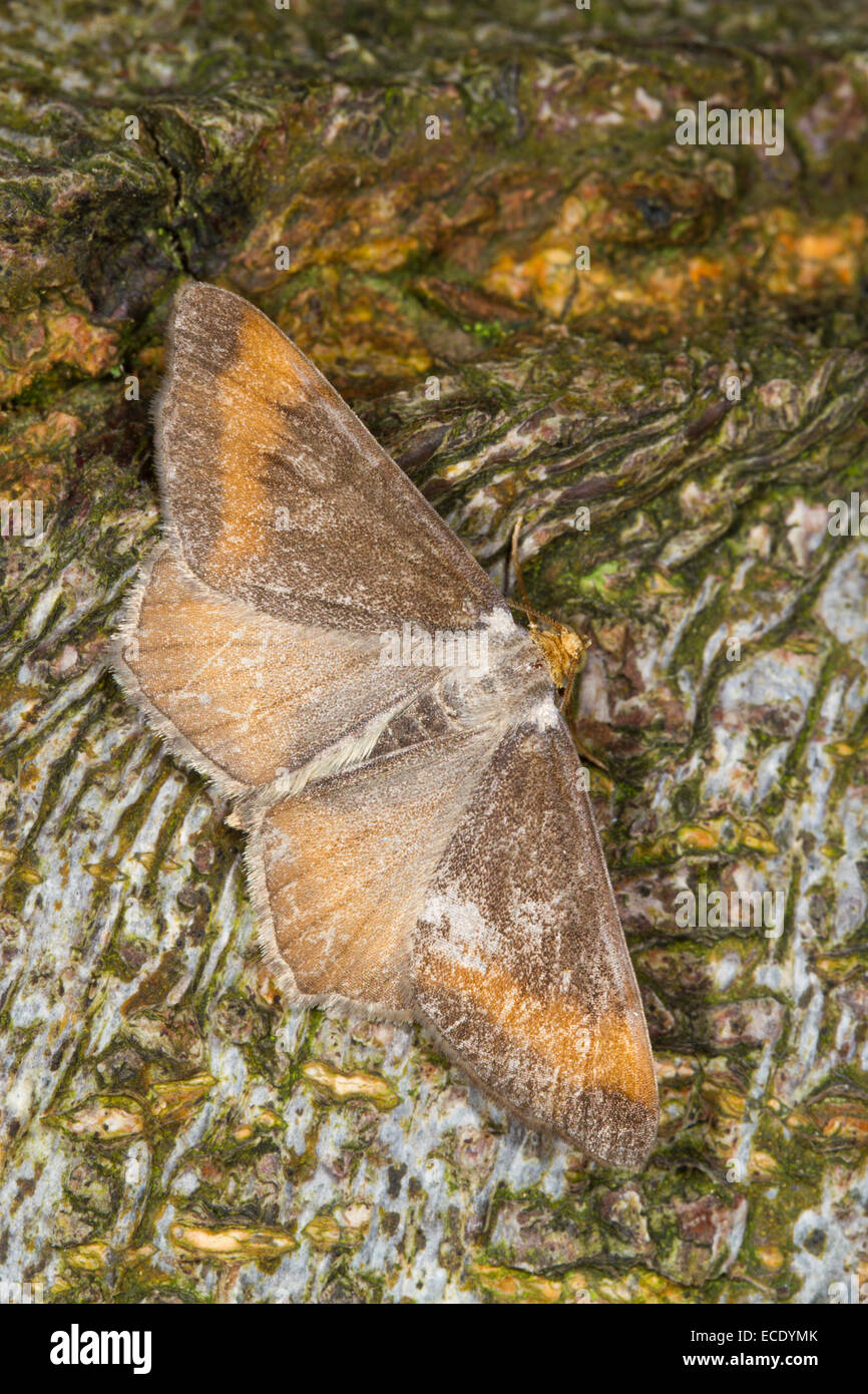 Bruno-escluso angolo (Macaria liturata) forma melanico nigrofulvata, falena adulta in appoggio sulla corteccia di albero. Powys, Galles. Luglio. Foto Stock