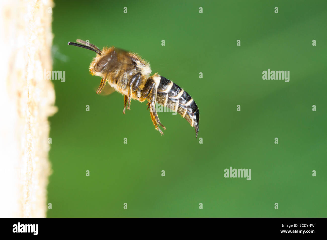 Shiny-sfiatato sharp-tail bee (Coelioxys inermis) femmina adulta in volo a nido entrata di un patchwork foglia-Cutter Bee. Foto Stock
