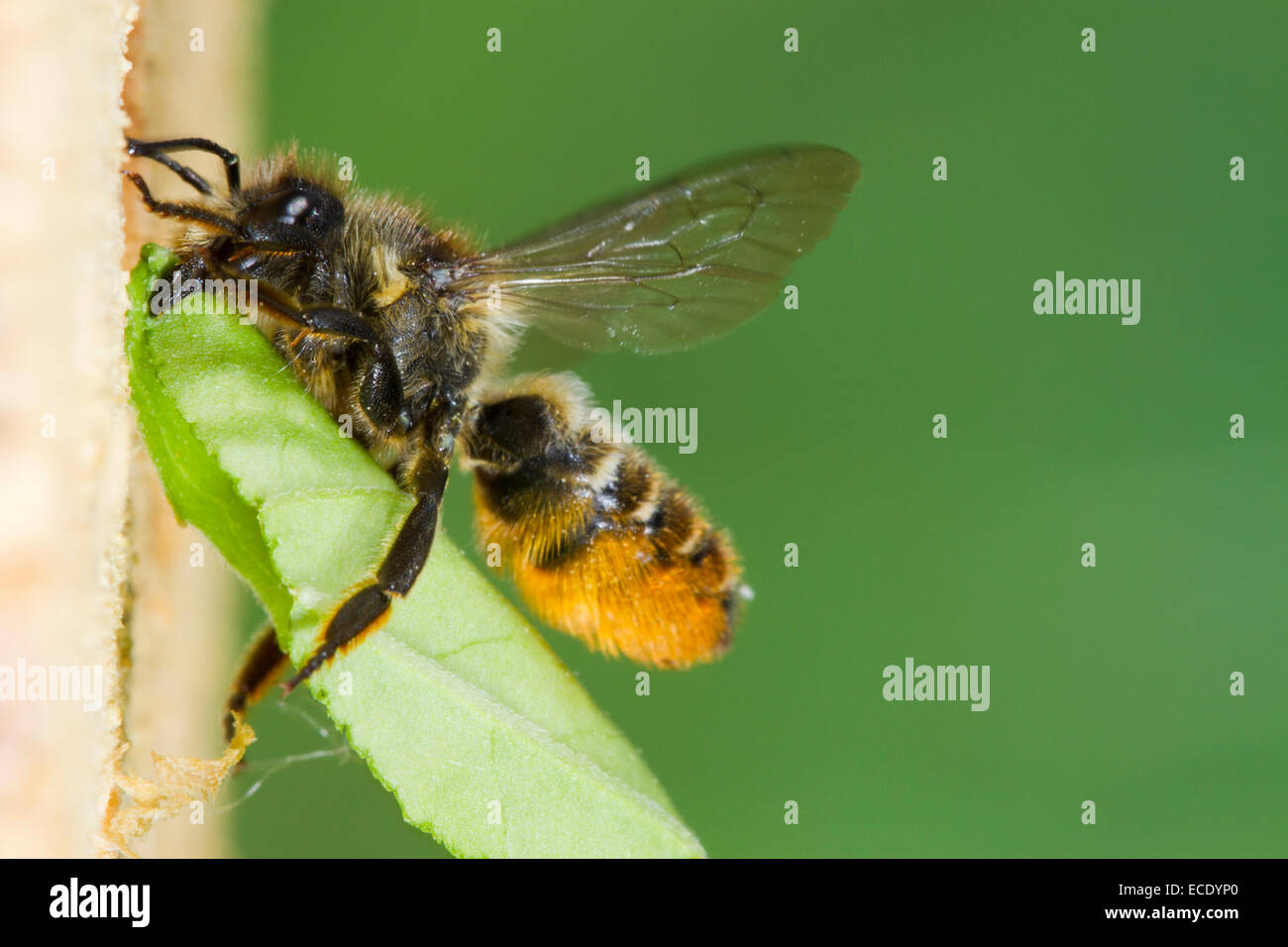 Patchwork foglia-cutter bee (Megachile centuncularis) femmina adulta in volo a nido entrata con una sezione di foglia. Foto Stock