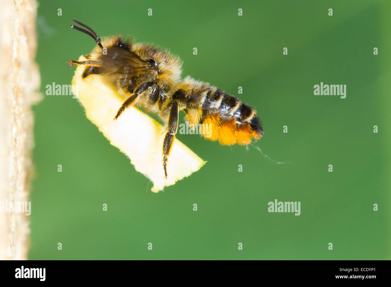 Patchwork foglia-cutter bee (Megachile centuncularis) femmina adulta in volo a nido entrata con una sezione di foglia. Foto Stock
