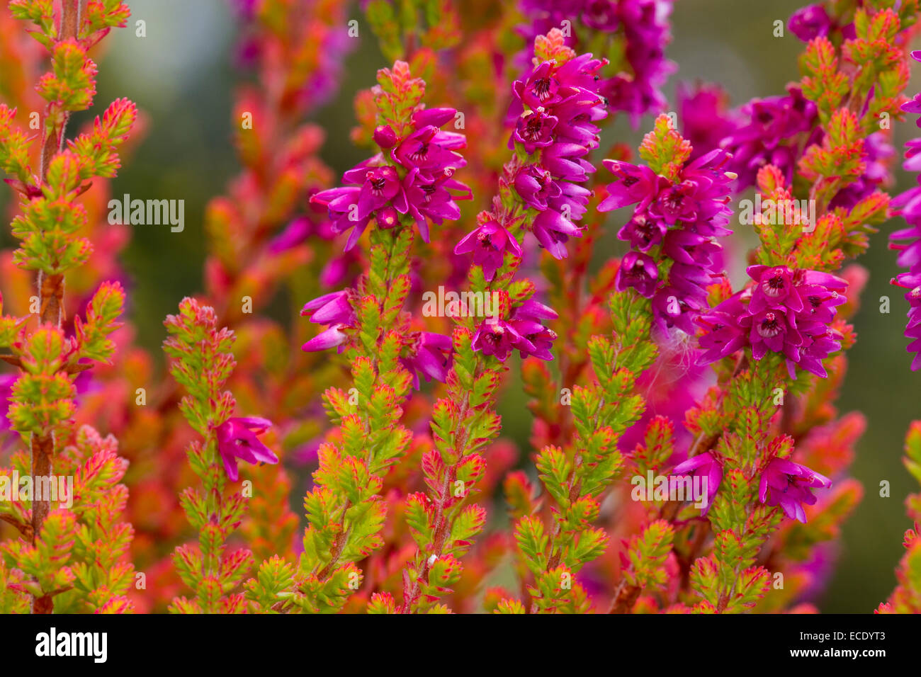 Erica comune o Ling (Calluna vulgaris) 'Firefly" varietà fioritura in un giardino. Powys, Galles. Agosto. Foto Stock