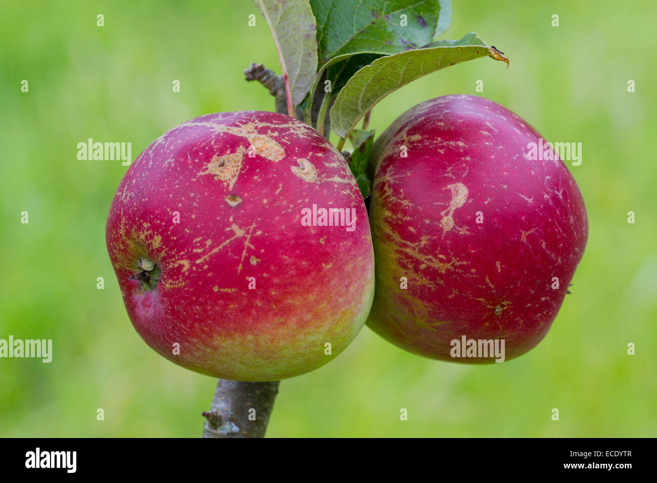 Coltivate apple (malus domestica) varietà ' Worcester Pearmain". Frutti maturi su un albero in un frutteto organico. Powys, Galles. Augu Foto Stock