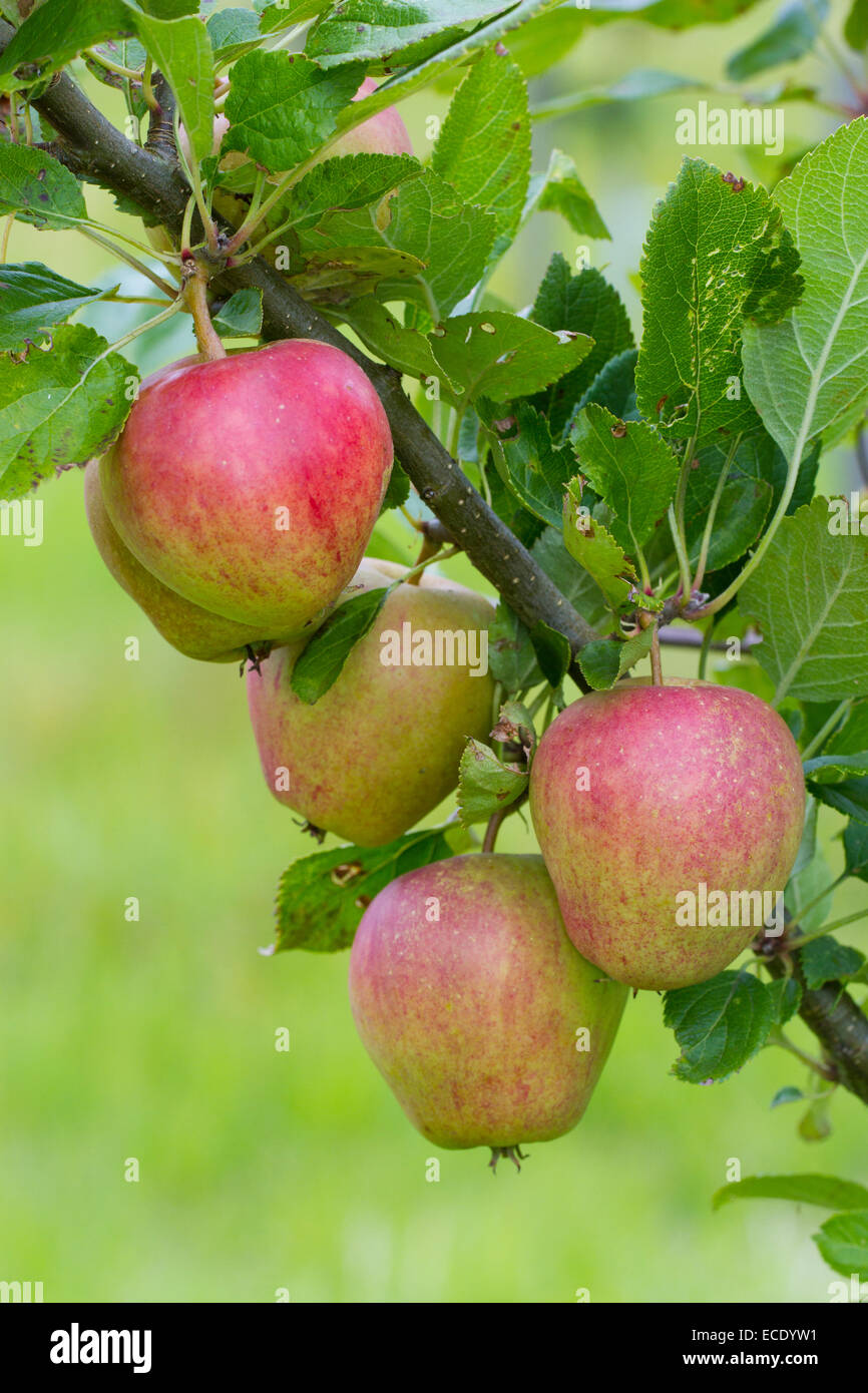 Coltivate apple (malus domestica) varietà ' Adam's Pearmain". Frutto su un albero in un frutteto organico. Powys, Galles. Agosto. Foto Stock