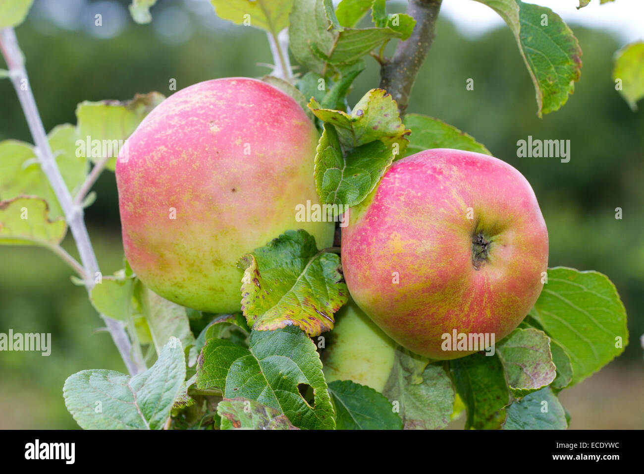 Coltivate apple (malus domestica) varietà ' Arthur Turner". Frutto su un albero in un frutteto organico. Powys, Galles. Agosto. Foto Stock
