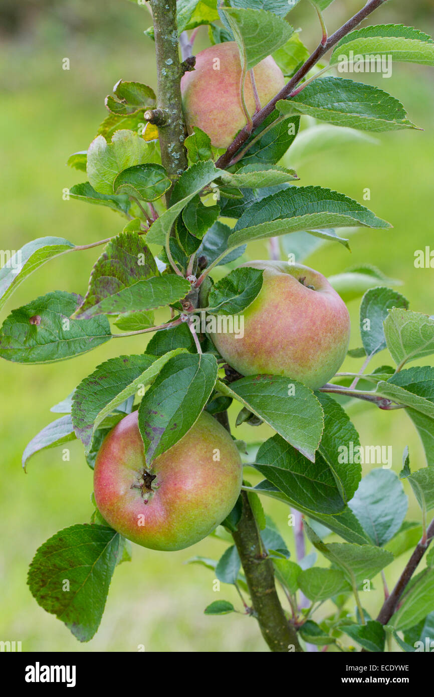 Coltivate apple (malus domestica) varietà " Corte Pendu Plat' o 'saggia Apple'. Frutto su un albero in un frutteto organico. Powys, Wal Foto Stock