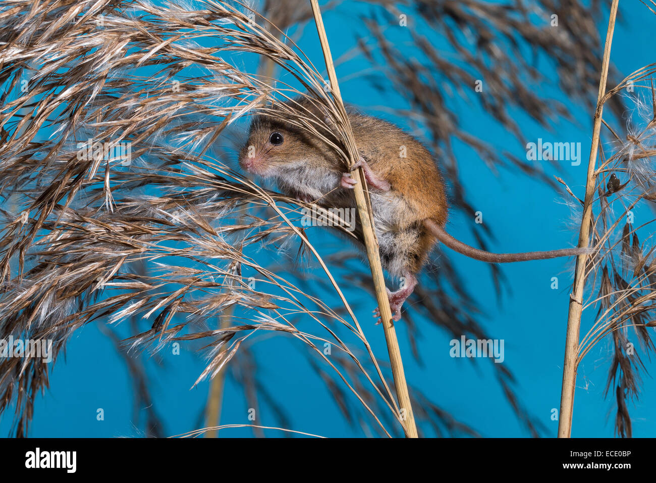 Eurasian Harvest Mouse, Zwergmaus, Zwerg-Maus, Maus, Mäuse, Halmkletterer, Greifschwanz, Micromys minutus, ratto Des Moissons Foto Stock