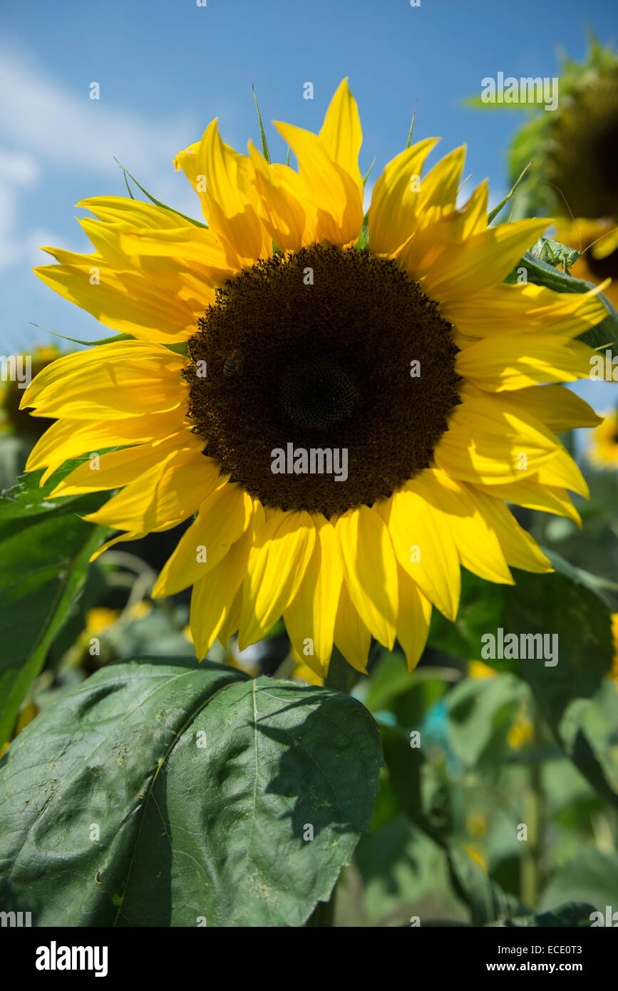 Close-up di piante di girasole autunno Foto Stock