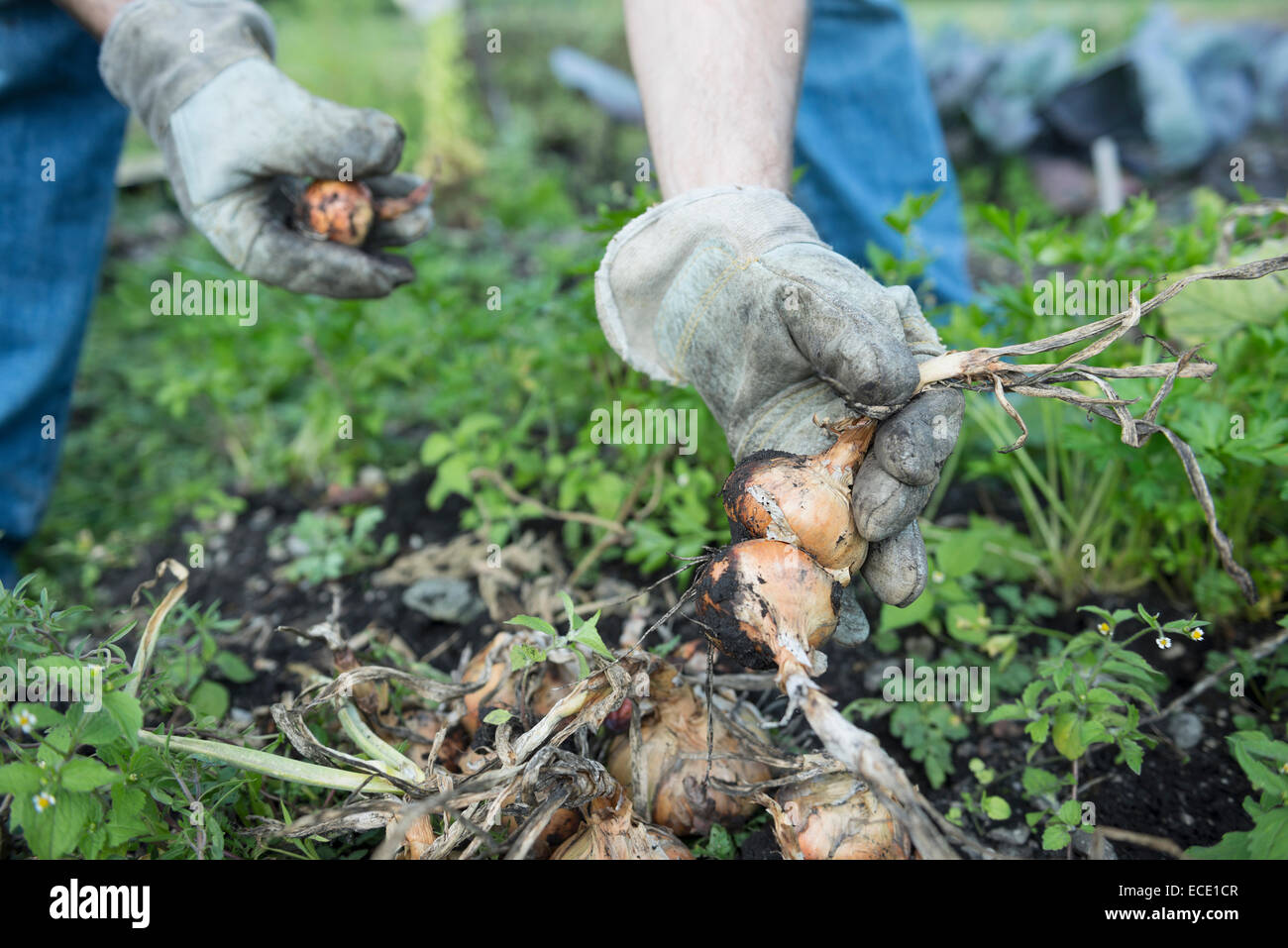 Cipolle fresche giardino campo crescente di verdure Foto Stock
