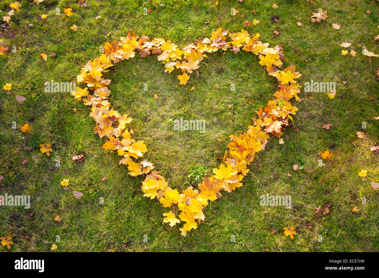 Giallo autunno lascia la forma di cuore l'erba dal di sopra Foto Stock