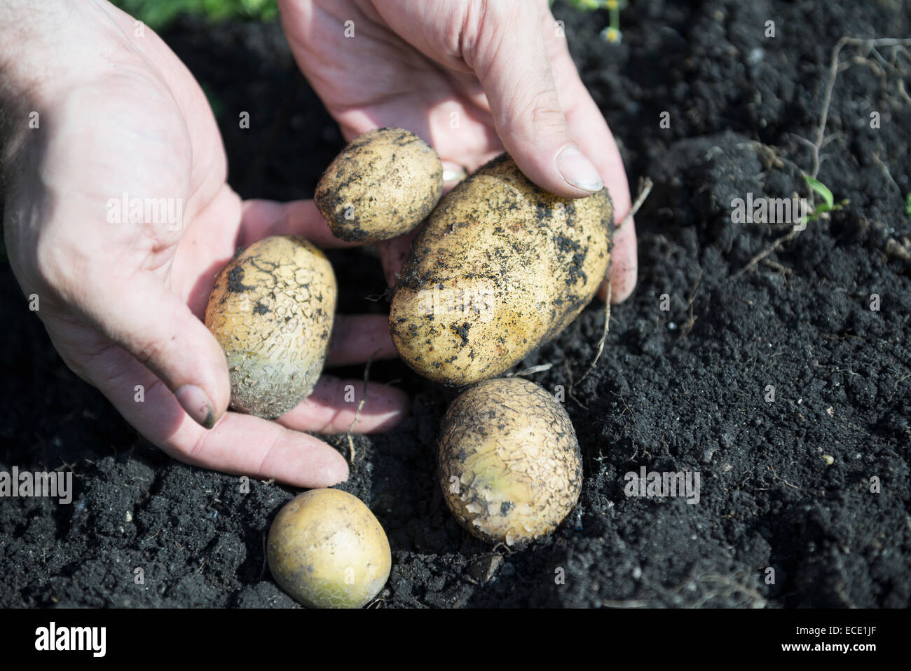 Bio ortaggi Coltivazione patate proprio giardino Foto Stock