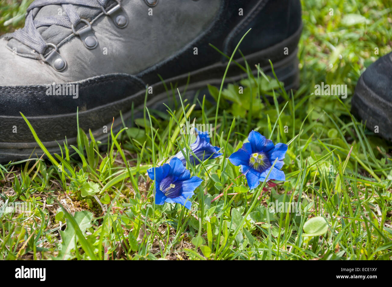 La genziana e escursionismo scarpa, close-up, Karwendel, Austria Foto Stock