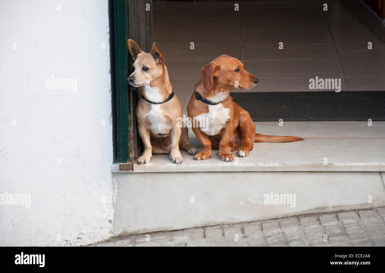 Due cani seduti fianco a fianco a edificio ingresso Foto Stock