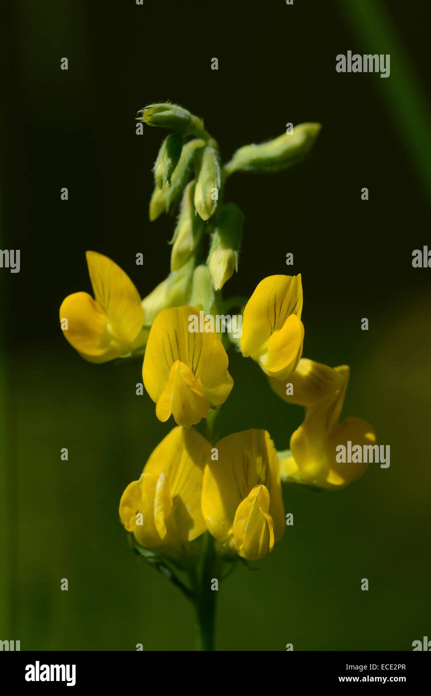 Un prato vetchling testa fiore REGNO UNITO Foto Stock