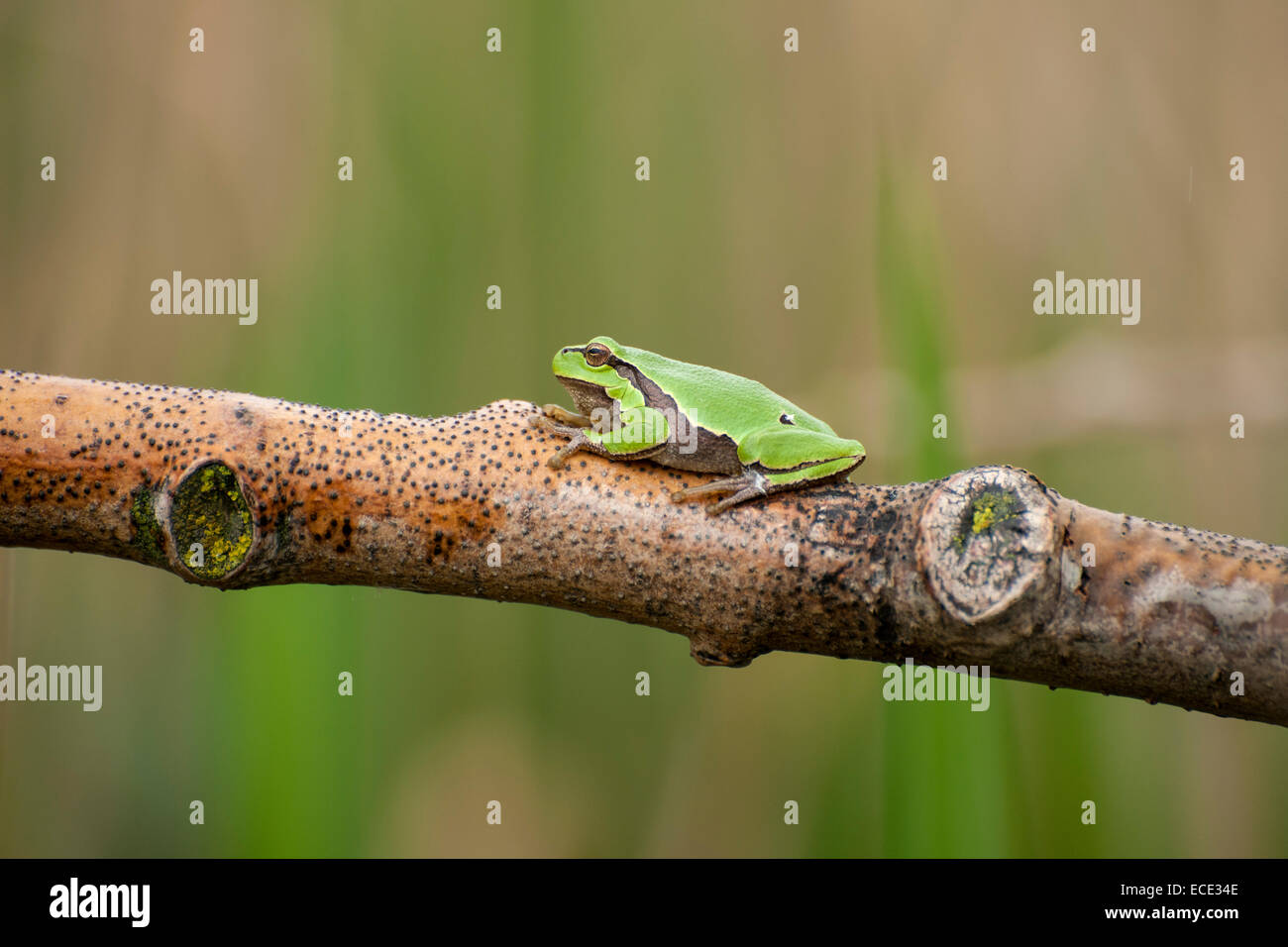 Raganella o Treefrog europea (Hyla arborea) appollaiato su un ramo di un albero, Burgenland, Austria Foto Stock