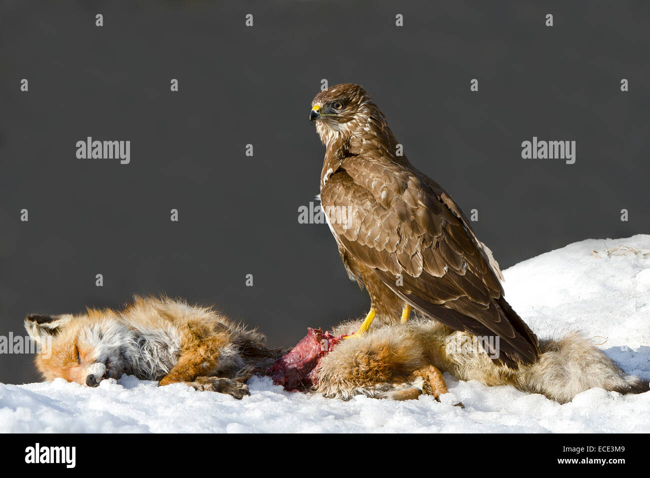 La poiana (Buteo buteo), arroccato sulla carcassa di una volpe, Tirolo, Austria Foto Stock
