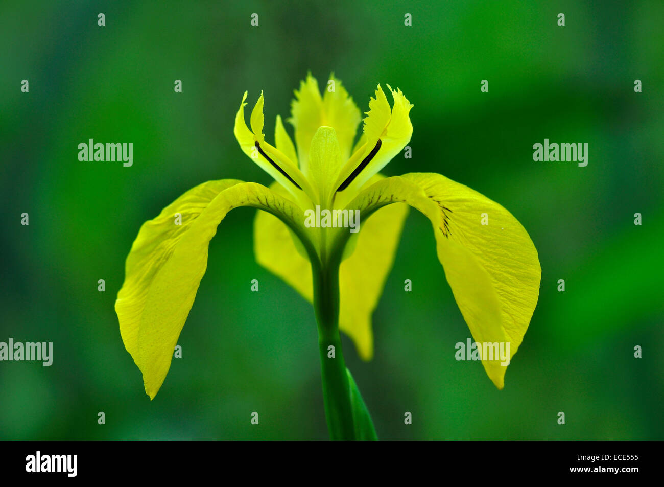 Bandiera gialla iris in fiore Foto Stock