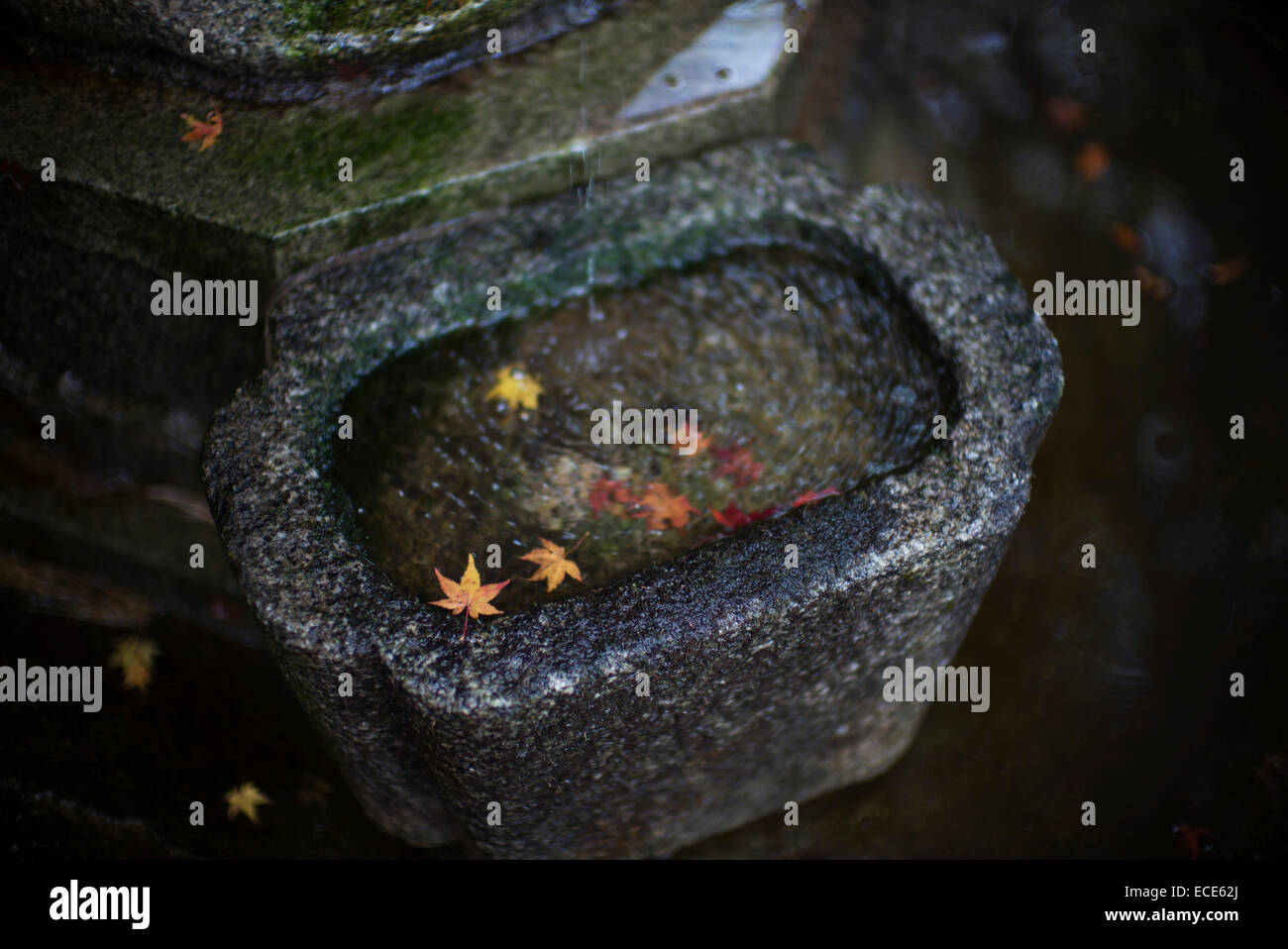 Recipiente in pietra con foglie di autunno, Kyoto, Giappone. Foto Stock