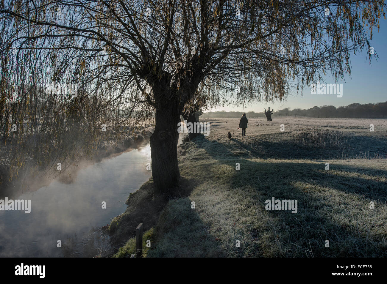 A piedi un cane su un precoce, frosty mattina Richmond Park Foto Stock
