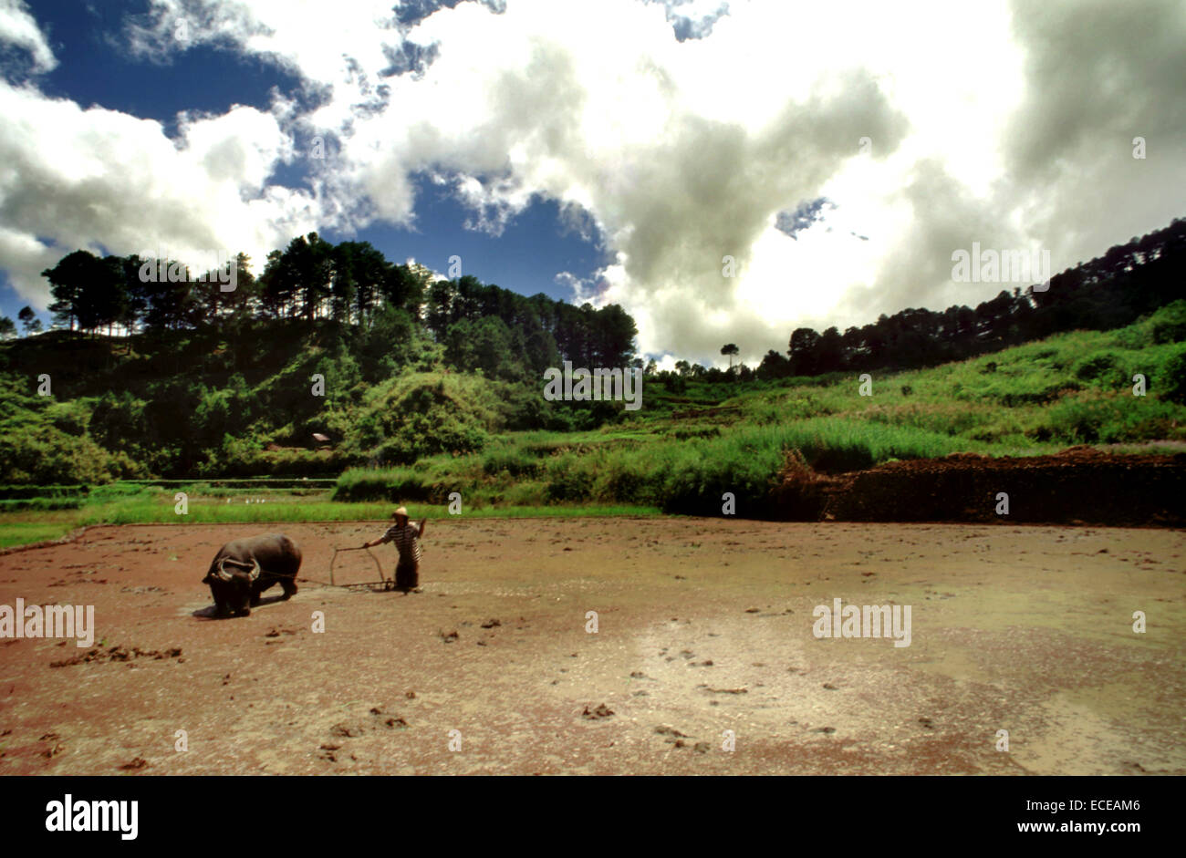 Terrazze di riso. Sagada. La cordigliera centrale. Luzon. Filippine. Da Banaue potete viaggiare ulteriore Sagada (DA) Jeepney o a B Foto Stock