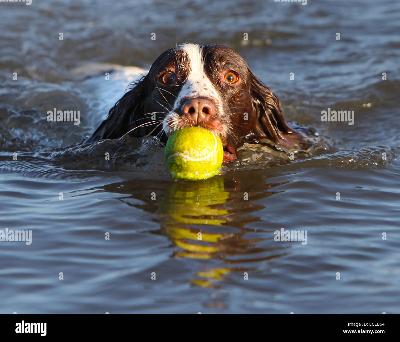 Springer Spaniel cane nuotare nel mare con una palla da tennis Foto Stock