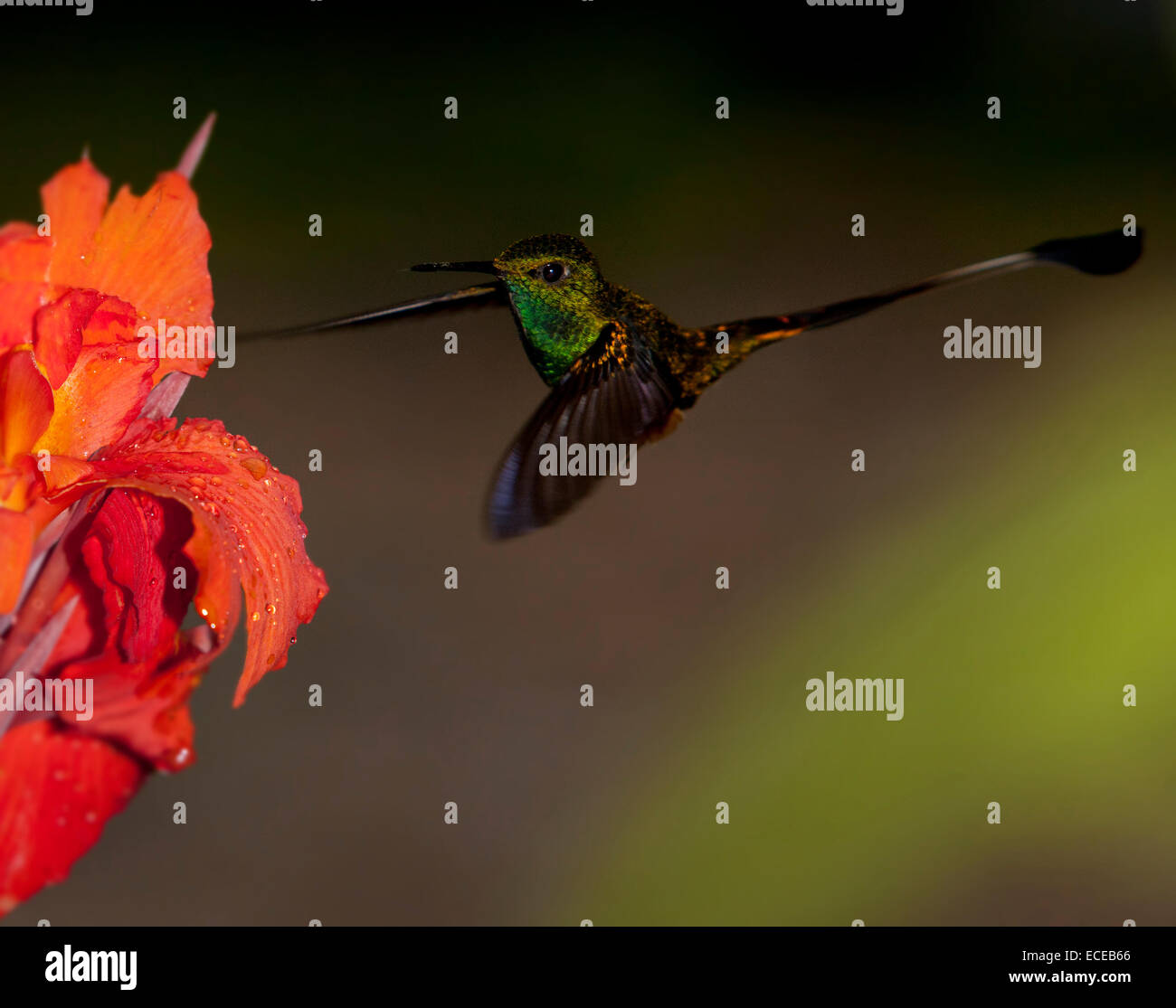 Hummingbird passando da un fiore, Ecuador Foto Stock