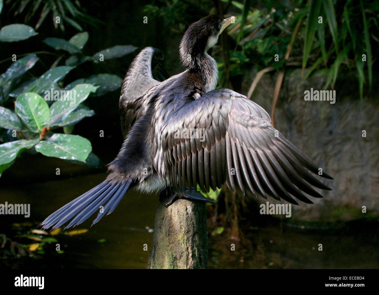 I capretti Australian poco pied cormorano (Phalacrocorax melanoleucos, Microcarbo melanoleucos) essiccazione di piume Foto Stock