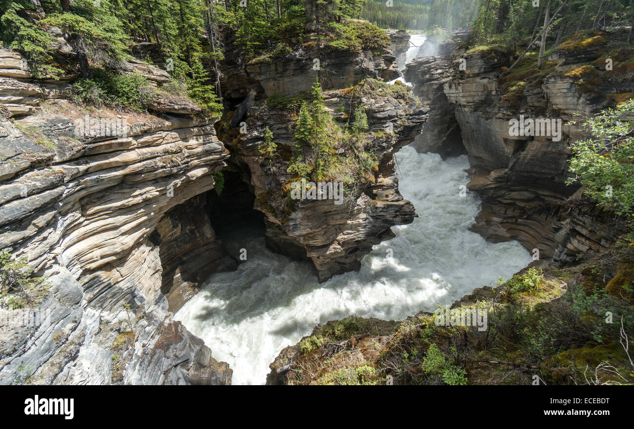 Canada, Alberta, Jasper National Park, Cascate Athabasca Foto Stock