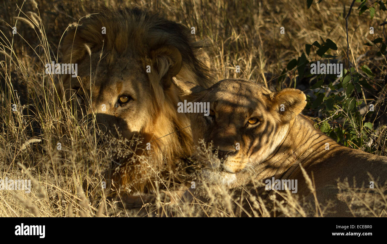 La Namibia, Etosha, Okaukuejo, i Lions in erba Foto Stock