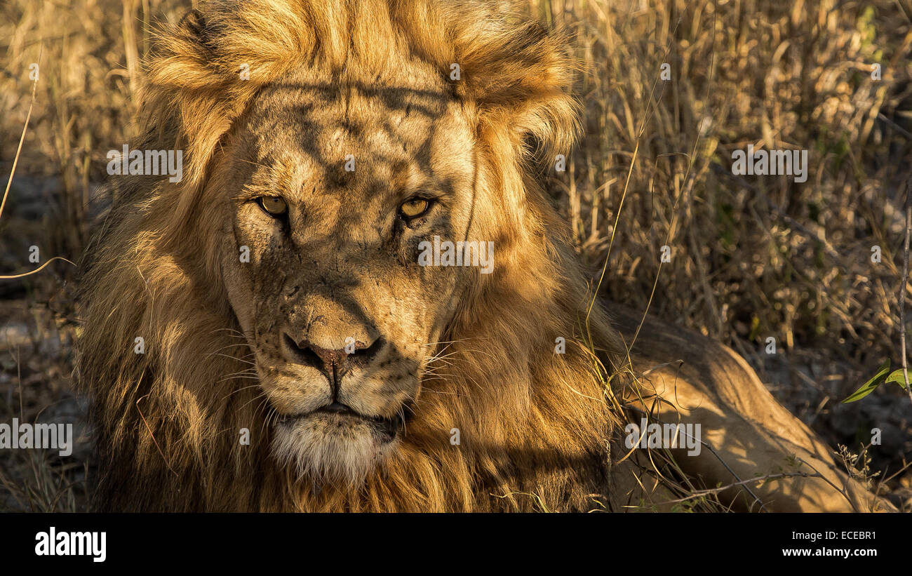 La Namibia, Etosha, Scarface leone di Okaukuejo Foto Stock