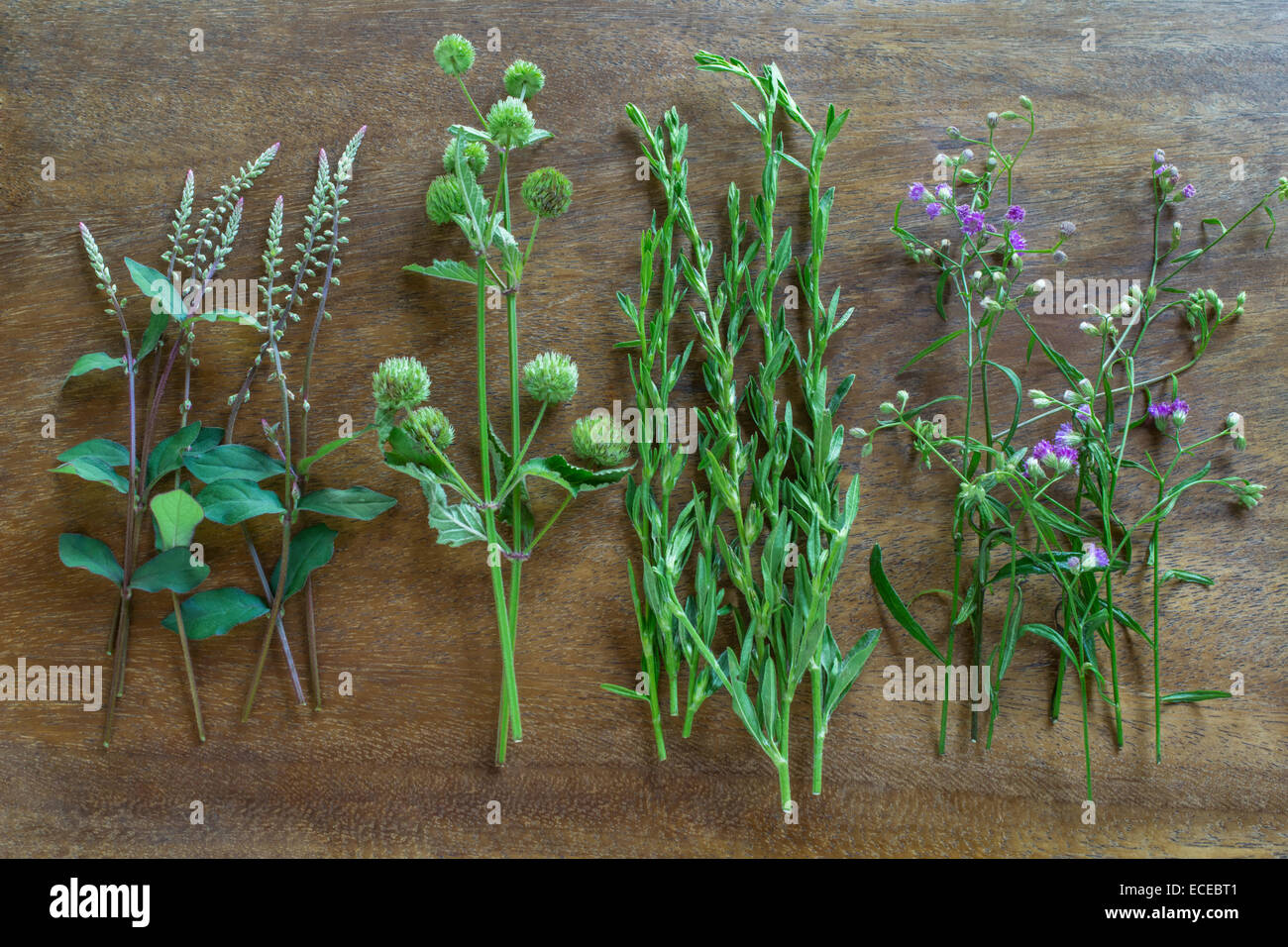 Erbe selvatiche in fila su di un tavolo di legno Foto Stock