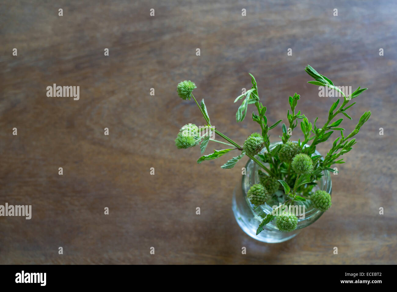 Erbe selvatiche in vaso di vetro su di un tavolo di legno Foto Stock
