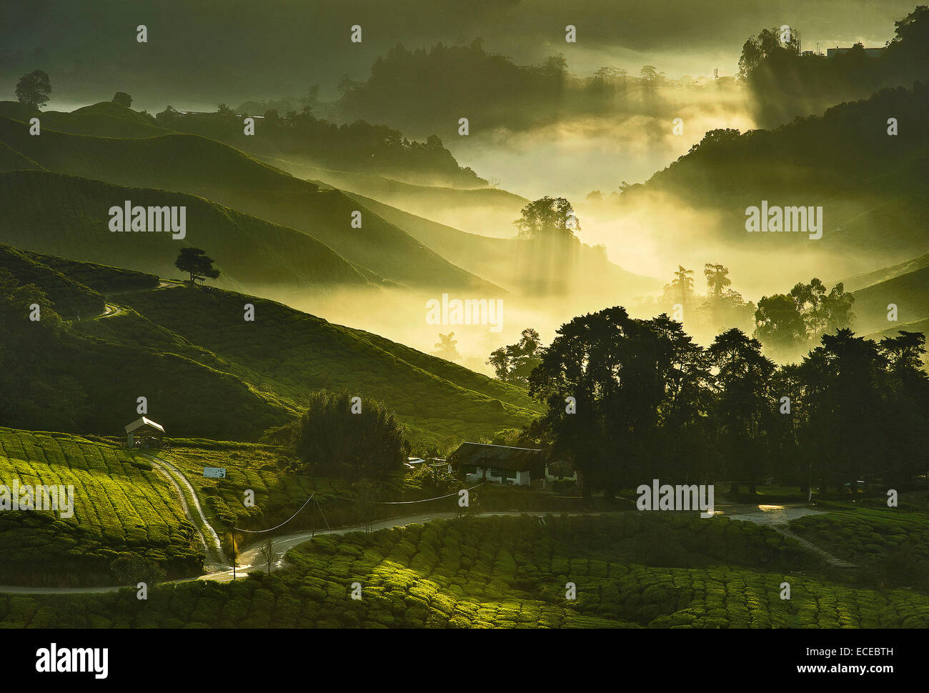Malaysia, Cameron Highland, vista in elevazione delle piantagioni di tè con nebbia e sole del mattino Foto Stock