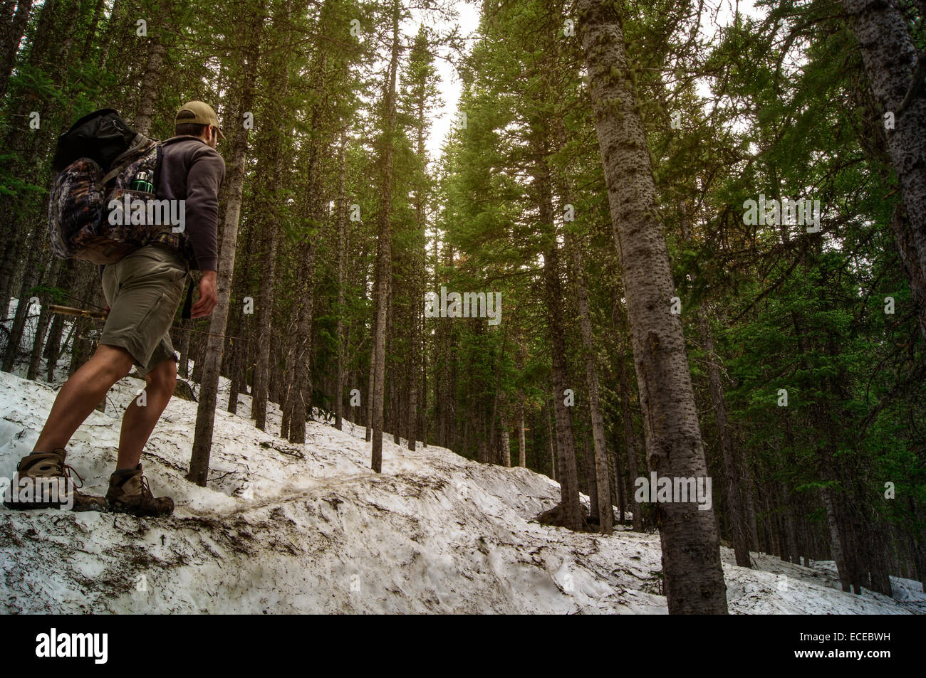 Stati Uniti d'America, Colorado, Boulder County, Nederland, uomo escursioni attraverso boschi innevati Foto Stock
