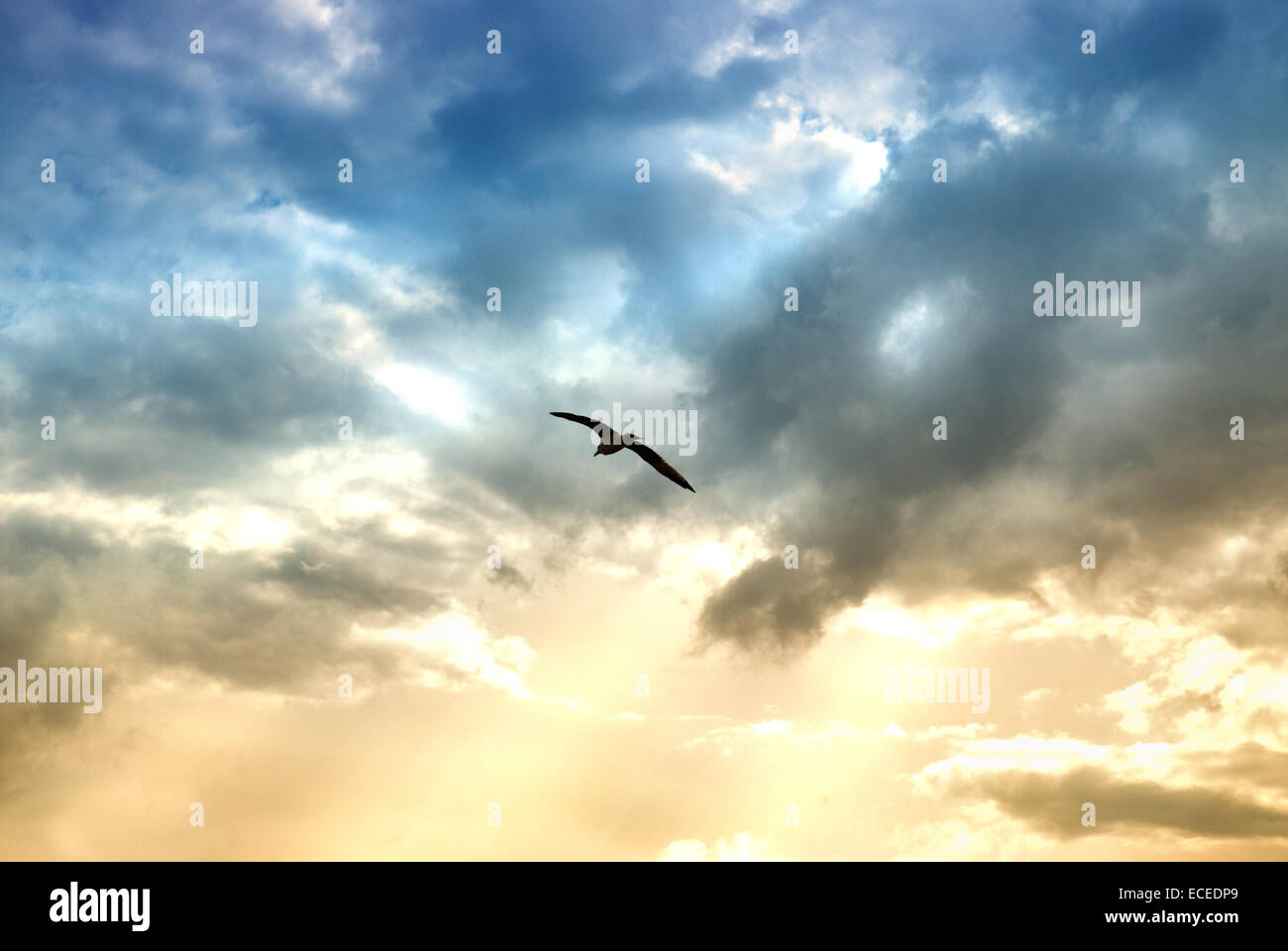 Bird e drammatico di nuvole con raggi di sole Foto Stock