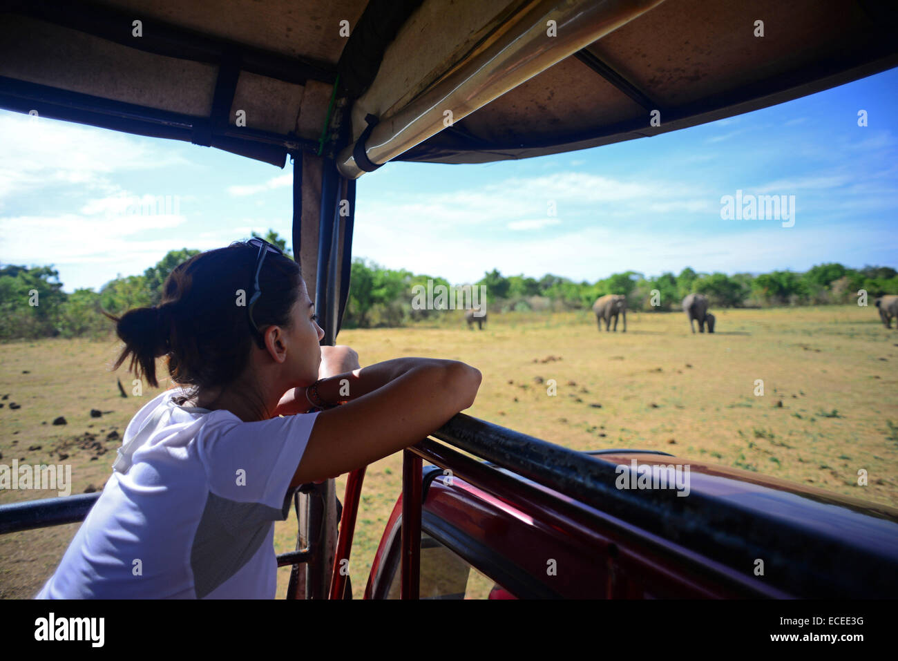 Giovane donna sulla jeep safari a Udawalawe parco nazionale dello Sri Lanka Foto Stock