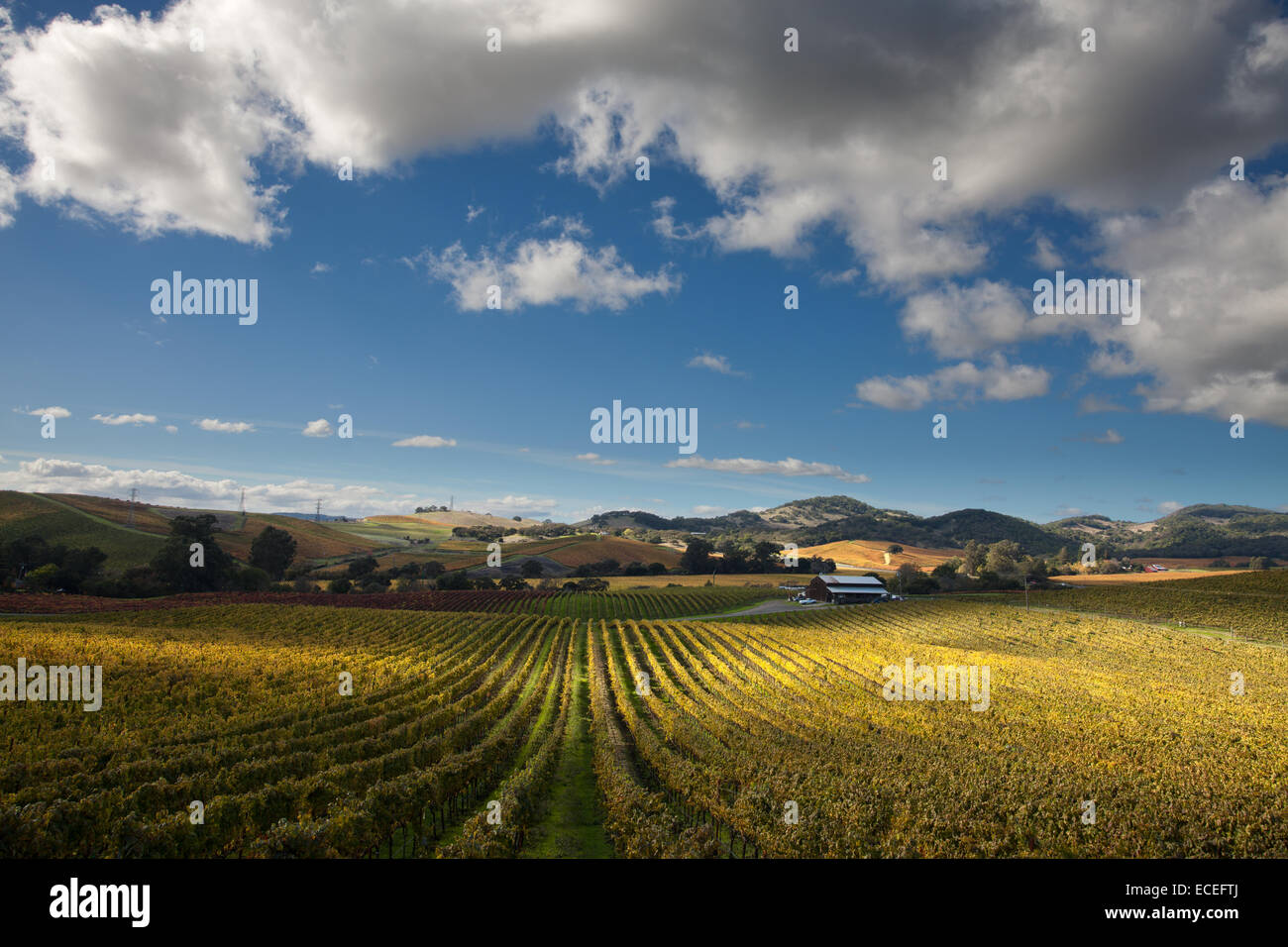 Autunno vintage nella zona di Carneros a Napa Foto Stock